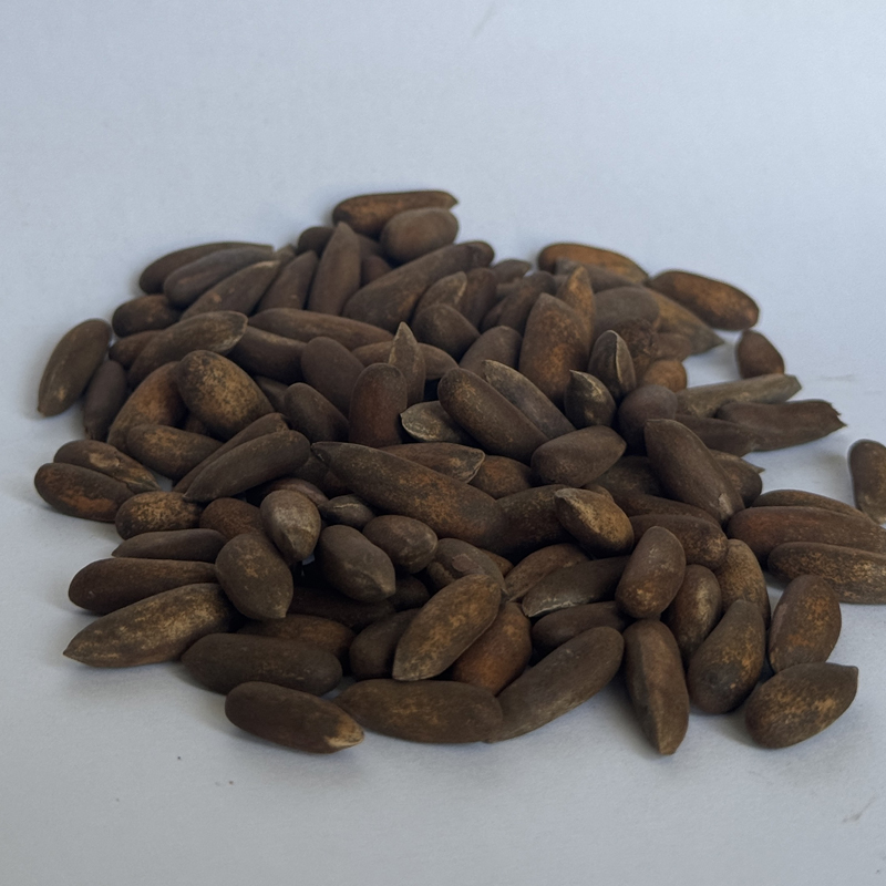 Khost Pine Nuts